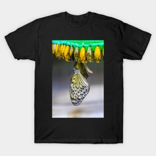 Brand new butterfly T-Shirt